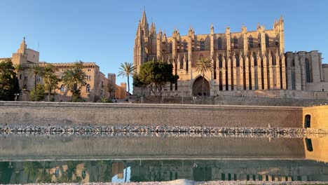 Time-lapse-Palma-de-Mallorca’s-cathedral-and-reservoir-with-a-small-curious-white-dog-in-a-splendid-spring-aftrnoon