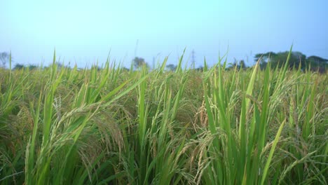 Reis-Ist-Das-Grundnahrungsmittel-Und-Die-Geldernte-Der-Meisten-Länder-Der-Welt