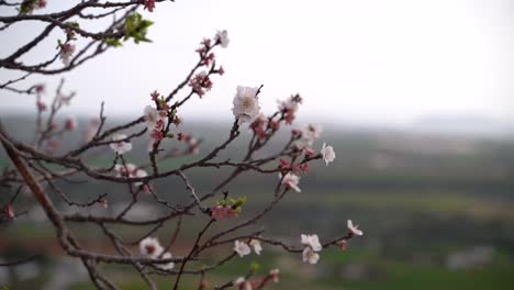 Atemberaubendes-Bokeh-Aus-Der-Nähe-Von-Sakura-Blüten,-Die-Zu-Blühen-Beginnen-Und-Sanft-Im-Wind-Wehen
