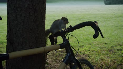 Ein-Neugieriges-Eichhörnchen-Versucht-Zu-Verstehen,-Was-Ein-Fahrrad-Ist---01