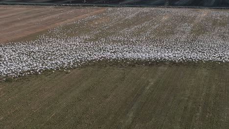 Vogelzug---Tausende-Von-Zugvögeln,-Die-Im-Sommer-über-Die-Ländlichen-Felder-Fliegen
