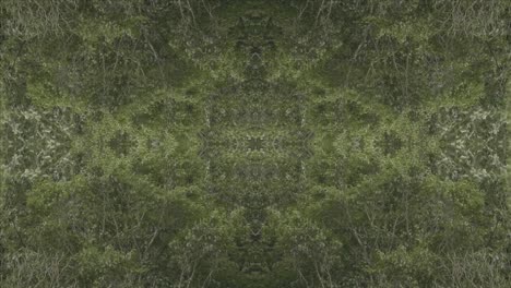 Greenery-Kaleidoscope-using-forest-imagery-from-Wissahickon-Creek,-Philadelphia,-#42