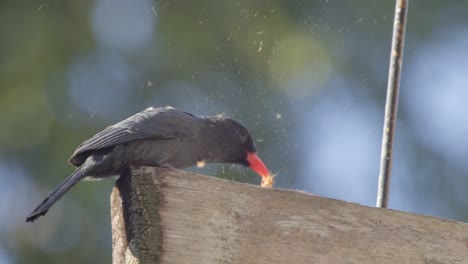 Pájaro-Monja-De-Frente-Negra-Golpeando-A-Una-Oruga-Comiendo-Mientras-Intentaba-Consumirla-Después-De-Limpiarla