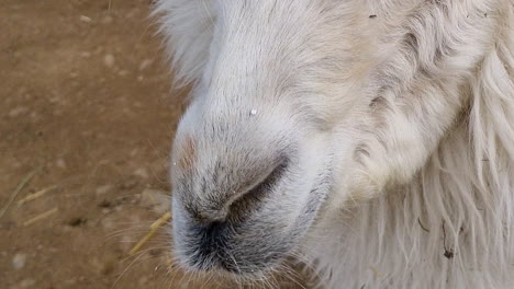 Close-up-of-the-mouth-and-nose-of-a-white-llama