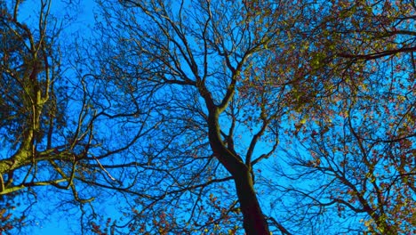 Bosque-Cielo-Azul-Cielo-Nocturno-árboles,-Flores,-Ramas,-Hermosas-Plantas-Verdosas-En-Pildammsparken-Malmö-Suecia