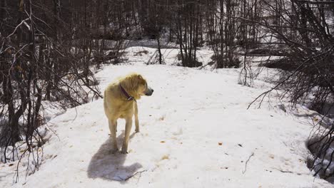 Weißer-Hund-Im-Schnee,-Der-An-Einem-Sonnigen-Frühlingstag-Im-Wald-Herumschaut