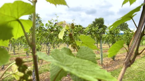 Looking-through-the-young-vines-at-a-vineyard