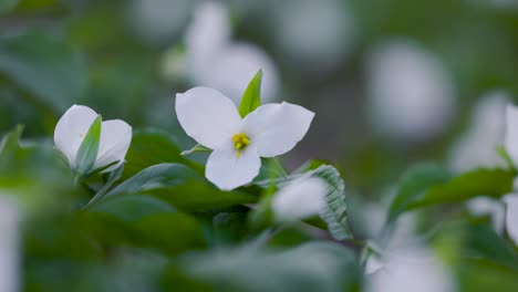 Close-up-of-White-Trillium-Flower-in-Full-Bloom-Forest-scene-during-the-spring