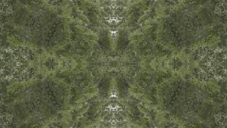 Greenery-Kaleidoscope-using-forest-imagery-from-Wissahickon-Creek,-Philadelphia,-#52