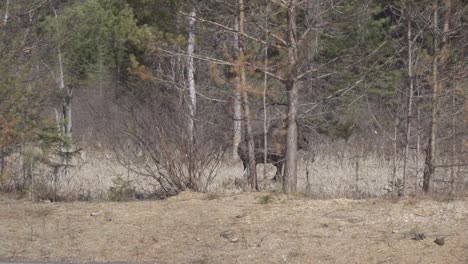 Bull-Moose-Walking-Into-A-Forest-In-Canada,-Slow-Motion-Shot