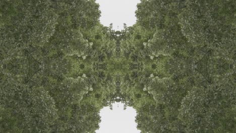 Greenery-Kaleidoscope-using-forest-imagery-from-Wissahickon-Creek,-Philadelphia,-#56