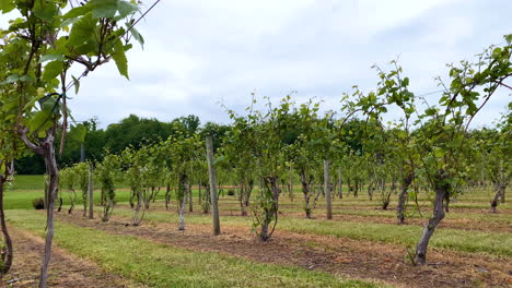 Rows-of-young-grape-vines