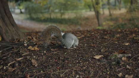 A-young-squirrel-sniffs-near-the-camera-looking-for-acorns