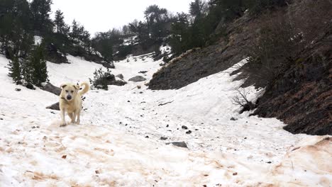White-shepherd-dog-leading-the-snowy-path-for-sheep-in-mountains