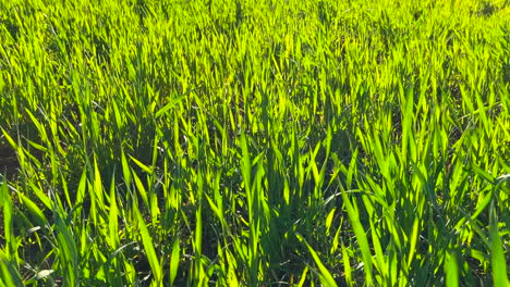 Close-up-footage-of-green-wheat-grass-field