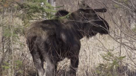 Car-Drives-Past-A-Large-Wild-Bull-Moose-In-Natural-Habitat