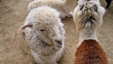 Zwei-Lamas,-Die-Auf-Dem-Boden-Liegen,-Essen-Und-Kauen