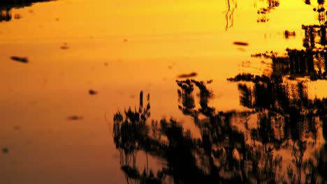 Sunset-Dark-trees-and-grass-reflection-in-the-river-as-it-flows-Nature-trees,-flowers,-branches