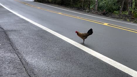 Chicken-crossing-asphalt-road-lines,-real-life-joke-humour