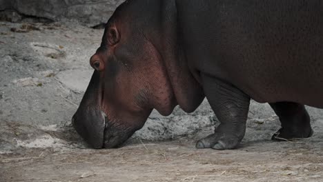 Large-adult-Hippopotamus-feeding-on-land;-medium-shot