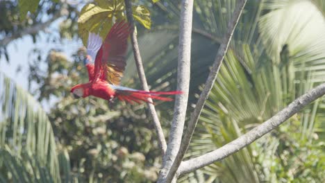 Juvenile-Scarlet-Macaw-spreads-wings,-flies-to-nearby-branch