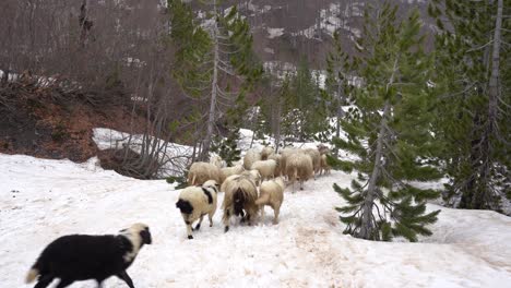 Herd-of-sheep-passing-through-a-narrow-path-through-the-wild-pine-forest-in-the-snow-capped-Alps