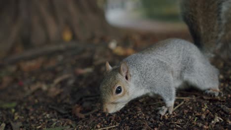 Ein-Junges-Eichhörnchen-Schnüffelt-In-Der-Nähe-Der-Kamera