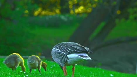 Seagulls-and-baby-Seagulls-eating-together-in-the-green-park-nature-in-Pildammsparken-i-Malmö-sweden