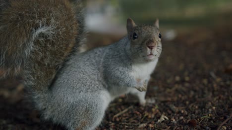 A-squirrel-want-to-play-with-the-videocamera---01