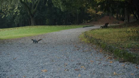 Ein-Eichhörnchen-überquert-Mitten-In-Einem-Park-Die-Straße
