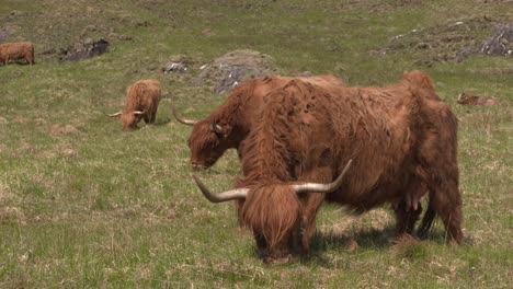 Highland-cows-grazing-together-in-Highland-glen,-Scotland