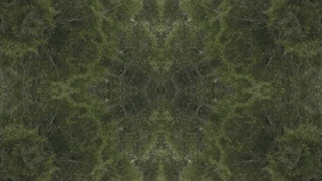 Greenery-Kaleidoscope-using-forest-imagery-from-Wissahickon-Creek,-Philadelphia,-#53