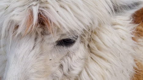 Close-up-of-the-eye-of-a-white-llama