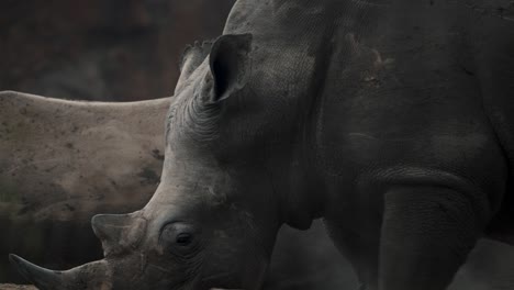 Retrato-De-Un-Rinoceronte-Blanco-Pastando-En-La-Sabana-Africana
