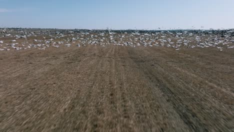 Flying-Over-Fields-With-Large-Flock-Of-Wild-Birds-Migrating