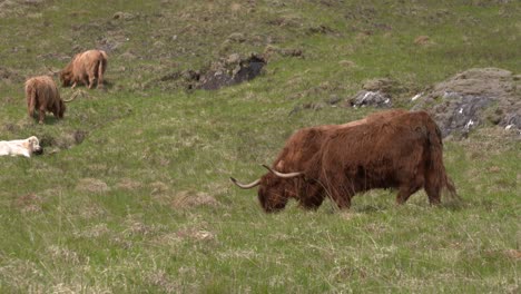 Vacas-De-Las-Tierras-Altas-Pastando-En-Highland-Glen,-Escocia