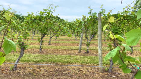 Moving-left-to-right-through-the-rows-of-grape-vines