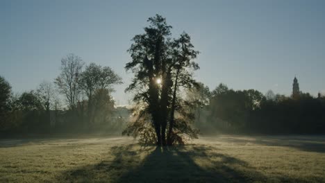 Die-Erste-Sonne-Eines-Herbstlichen-Morgens-Scheint-Durch-Die-Blätter-Eines-Einsamen-Baumes
