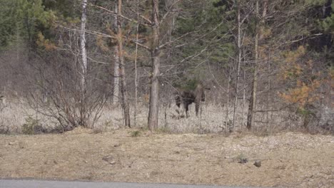 Slow-Motion-Shot-Of-A-Bull-Moose-Walking-Into-A-Forest-During-Spring