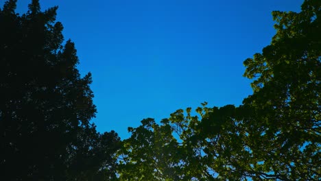 Blauer-Himmel-Abendhimmel-Bäume,-Blumen,-Zweige,-Schöne-Grünliche-Pflanzen-Im-Pildammsparken-Malmö-Schweden