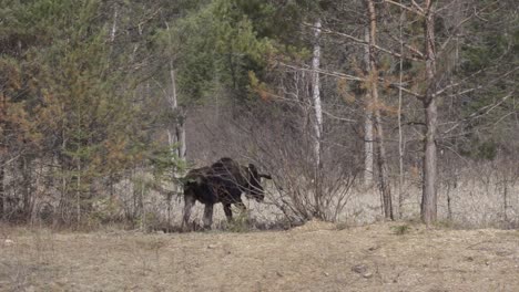 Large-Bull-Moose-Walks-Into-An-Algonquin-Park-Forest,-Slow-Motion