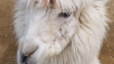Close-tilt-up-view-of-a-white-llama's-head,-nose,-and-eyes