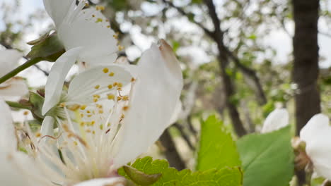 Blühende-Kirschbaumblumen-An-Einem-Windigen-Tag,-Nahaufnahme