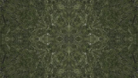 Greenery-Kaleidoscope-using-forest-imagery-from-Wissahickon-Creek,-Philadelphia,-#57