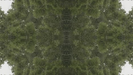 Greenery-Kaleidoscope-using-forest-imagery-from-Wissahickon-Creek,-Philadelphia,-#50