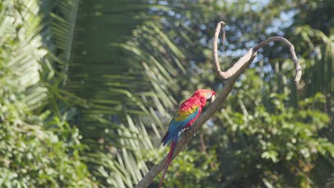 Adult-Scarlet-Macaw-perched-on-branch-in-Tambopata-National-Reserve