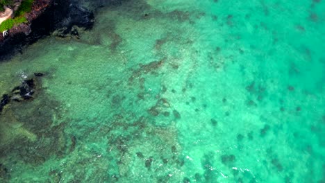 Vibrant-turquoise-colored-ocean-in-tropical-Hawaii,-drone-top-down-view