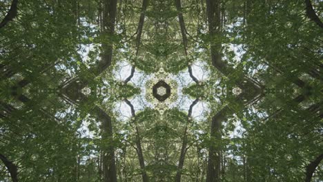 Greenery-Kaleidoscope-using-forest-imagery-from-Wissahickon-Creek,-Philadelphia,-#40