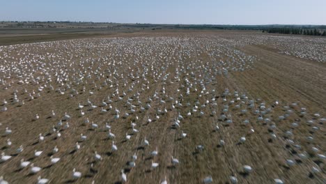 Flocks-of-Snow-Geese-Flying-And-Walking-In-The-Farm-During-Their-Migration