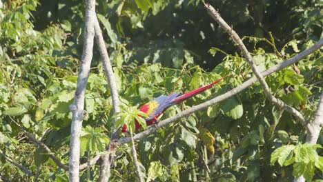Adult-Scarlet-Macaw-slowly-walks-on-branch-in-Tambopata-rainforest